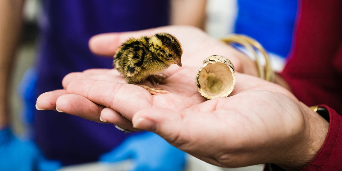 From the Magazine: The Quail Whisperers