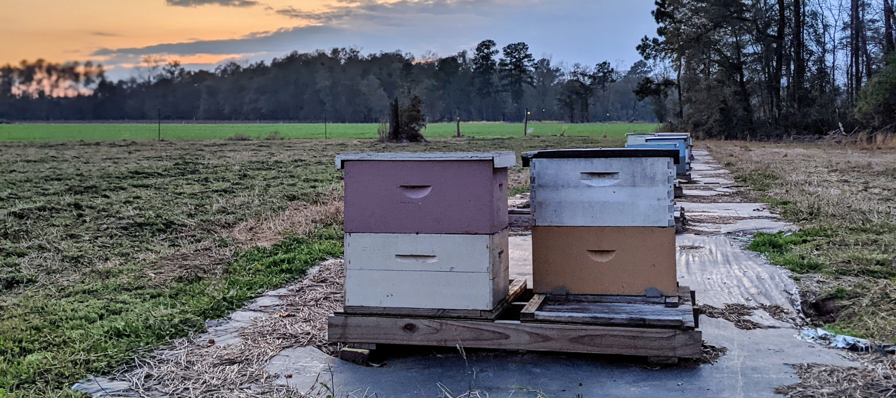 edisto gold honey bee hives