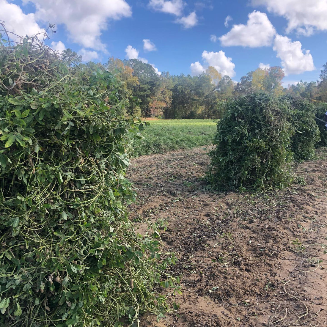 Virginia Peanuts shocking in a field as they would have in the 1900s.