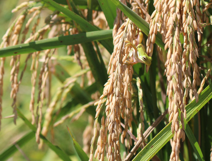 Two Brooks Farm Rice Field Slideshow Image
